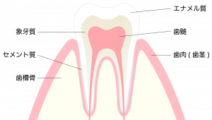 歯の神経は主に2層の殻によって守られています